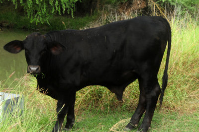 924cooks 061steers.jpg