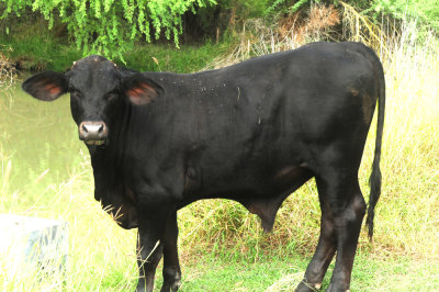 924cooks 063steers.jpg
