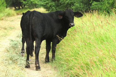 924cooks 065steers.jpg