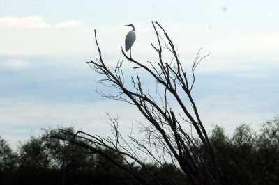 924cooks 073greategret.jpg