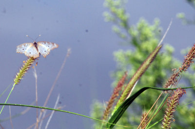 924cooks 076whitepeacock.jpg