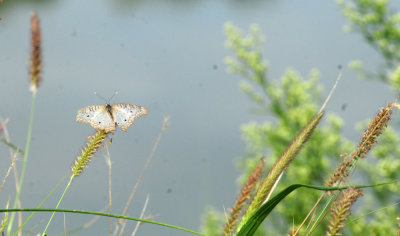 924cooks 078whitepeacock.jpg