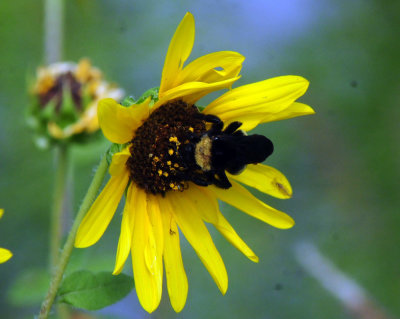 924cooks 079daisybumble.jpg