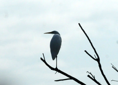 924cooks 086greategret.jpg