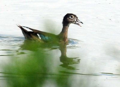 924cooks 098woodduck.jpg