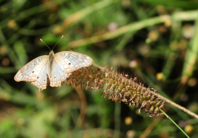 924cooks 117whitepeacock.jpg