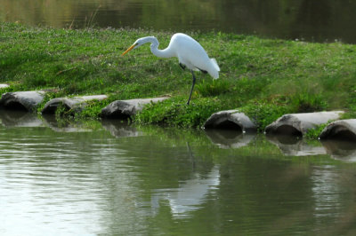 924cooks 135greategret.jpg