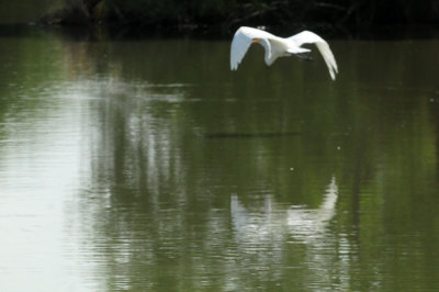 924cooks 143greategret.jpg