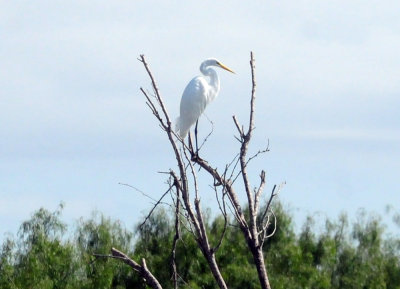 924cooks 151greategret.jpg