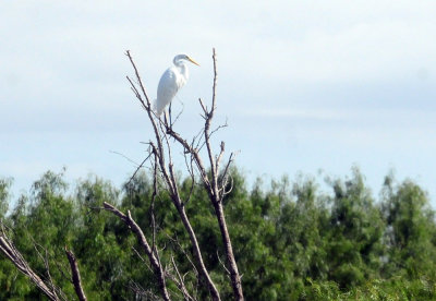 924cooks 152great Egret.jpg