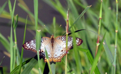 924cooks 156whitepeacock.jpg