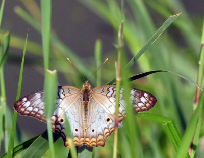 924cooks 159whitepeacock.jpg