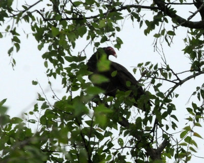925county 017turkeyvulture.jpg