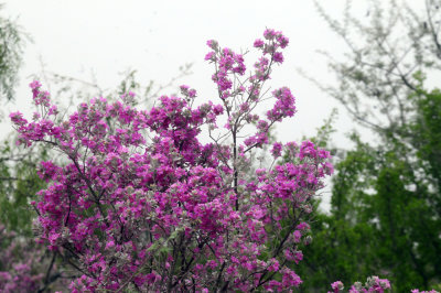 925county 023purplesage.jpg