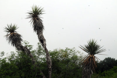 925county 026yucca.jpg