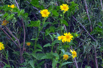 925county 030cowpendaisy.jpg