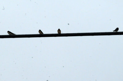 925county 032swallows.jpg