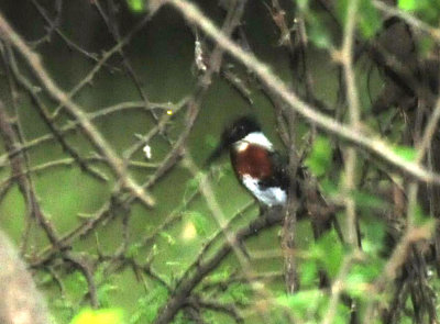 926cooks 029greenkingfisher.jpg