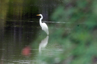 926cooks 045greategret.jpg