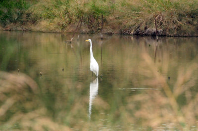 926cooks 051greategret.jpg