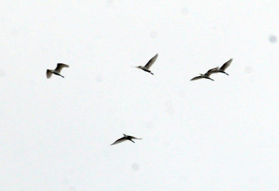 926cooks 066egrets.jpg