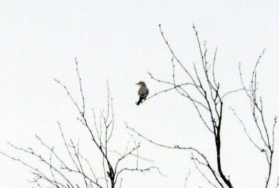 926cooks 073bird.jpg