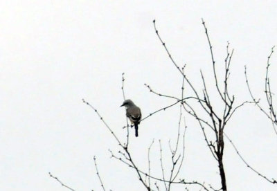 926cooks 078bird.jpg