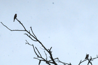 927county 024birds.jpg