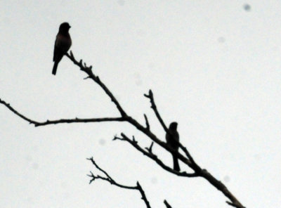 927county 031birds.jpg