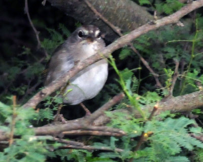 927county 048olivesparrowzzzzzzz.jpg