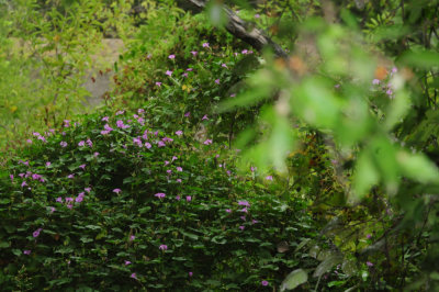 927county 061morningglory.jpg