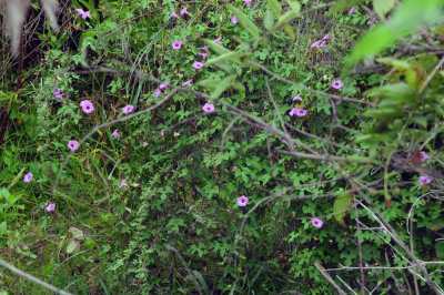 927county 064morningglory.jpg