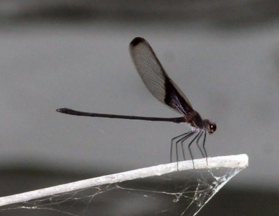 927county 070smokyrubyspot.jpg