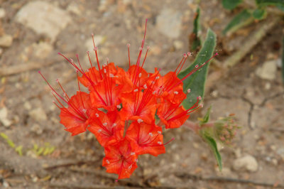 927county 088scarlet.jpg