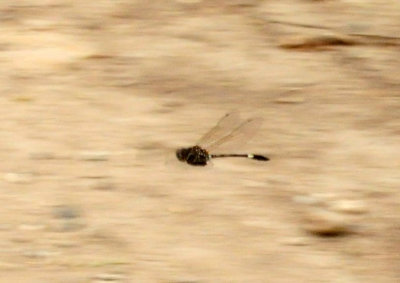 927county 109palefacedclubskimmer.jpg
