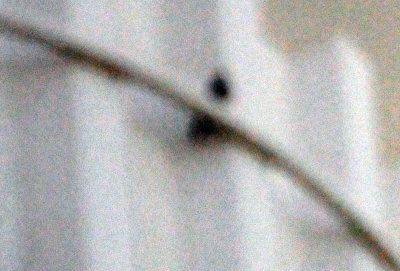 928county 001peregrine.jpg