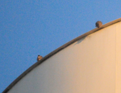 928cooks 014peregrinefalcons.jpg