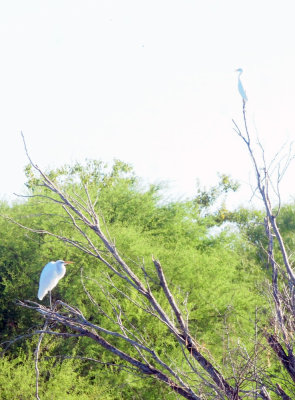 928cooks 042egrets.jpg