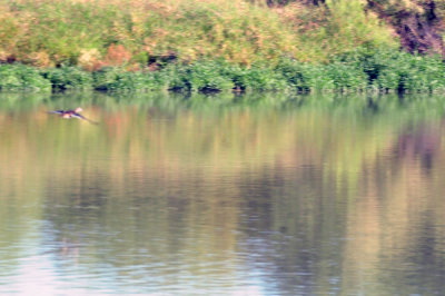 928cooks 045woodduck.jpg