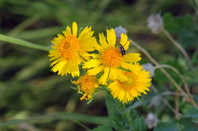 928cooks 047cowpendaisies.jpg
