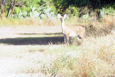928cooks 049whitetail2.jpg