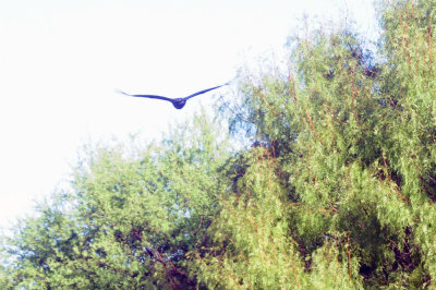 928cooks 051blackvulture.jpg