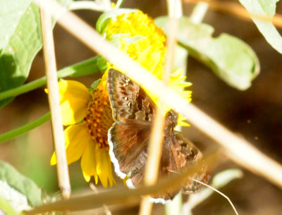 928cooks 057mourningduskywing.jpg