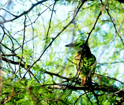 928cooks 071greatkiskadee.jpg