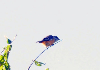 928cooks 085vermilionflycatcher.jpg