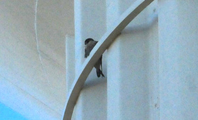 930cooks 003peregrine.jpg