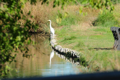 930cooks 013greategret.jpg