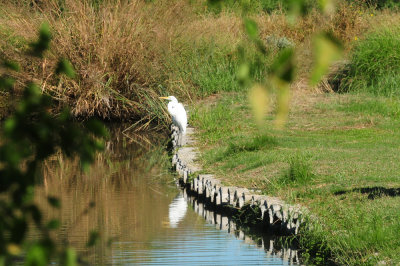 930cooks 015greategret.jpg