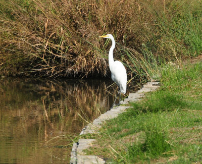 930cooks 023greategret.jpg
