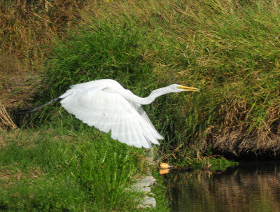 930cooks 025greategret.jpg
